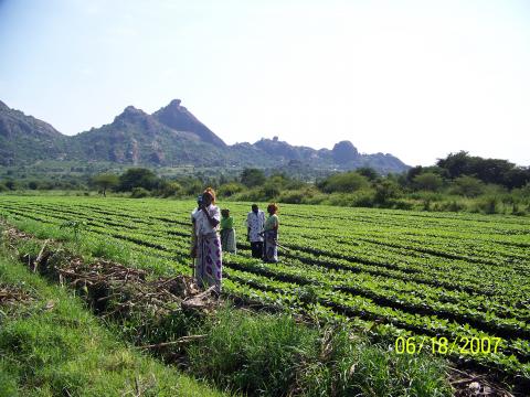 MCF bean fields.
